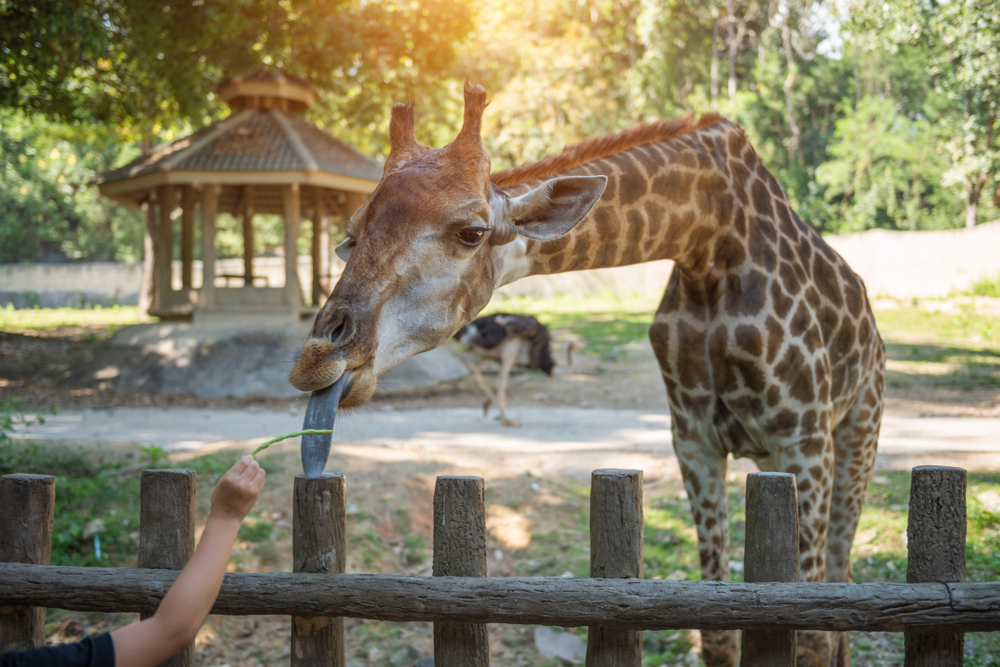 Giraffe eating at Chiang Mai Zoo