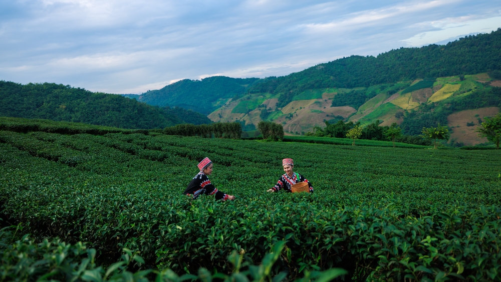 Two women picking tea leaves in Chiang Rai