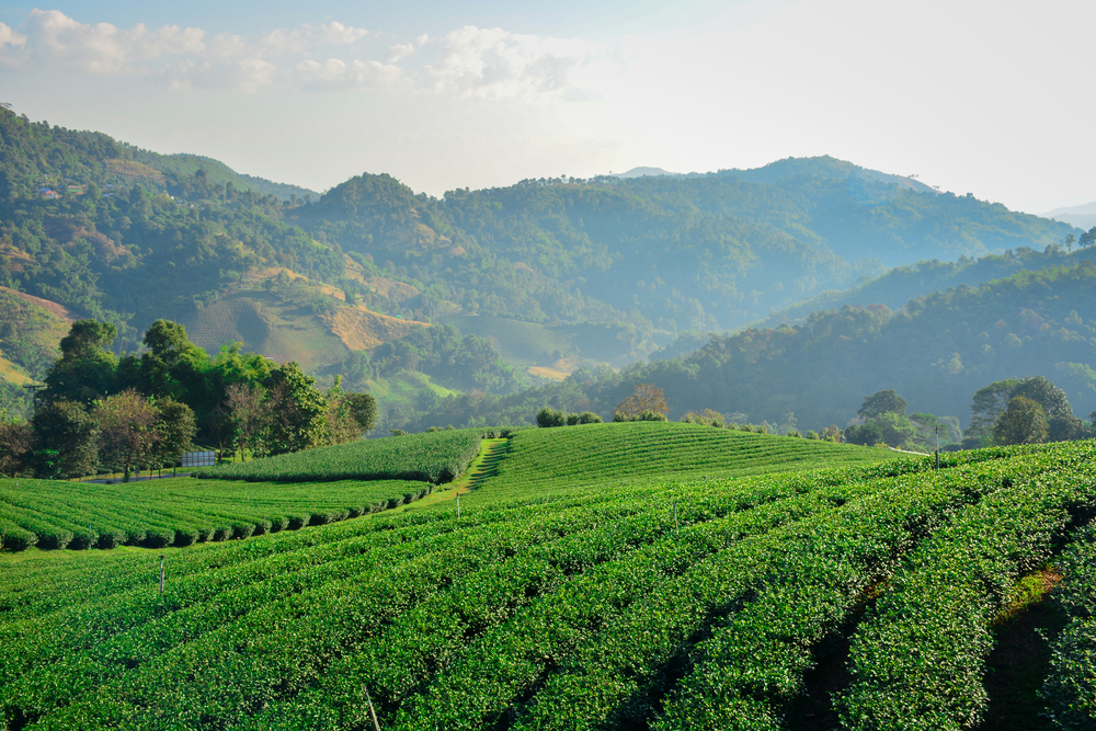 Tea plantation at Doi Mae Salong