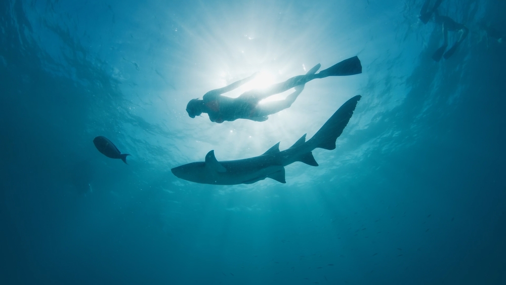 Woman swimming along the shark in the Maldives