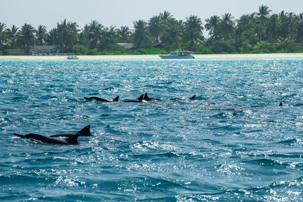 ล่องเรือชมพระอาทิตย์ตกพร้อมฝูงปลาโลมาที่ Maafushi ในมัลดีฟส์