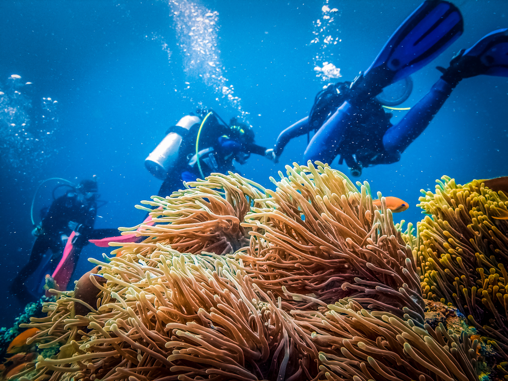 Sea anemone flowing in water with divers in the back
