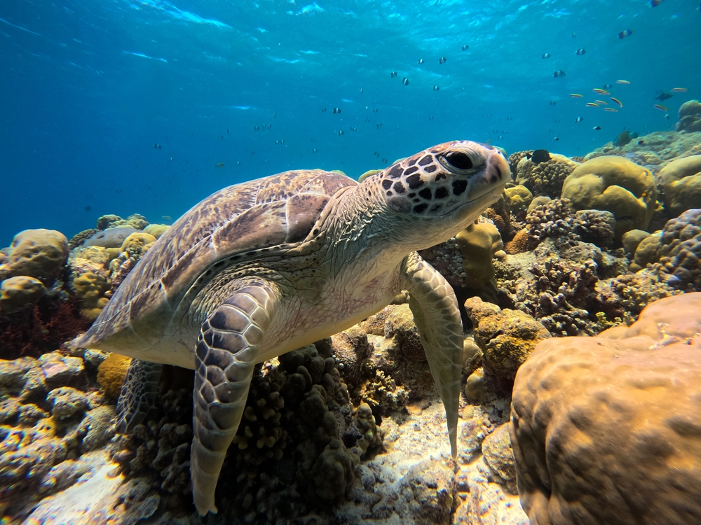 Sea turtle gliding near corals in the Maldives