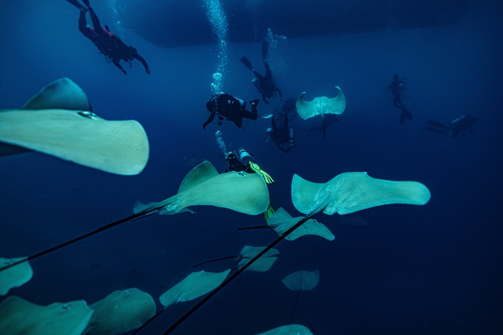 Scuba divers swimming with a group of manta rays in the Maldives