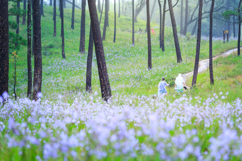 เส้นทางเดินป่าไทย ภูสอยดาว อุทยานแห่งชาติภูสอยดาว จังหวัดอุตรดิตถ์