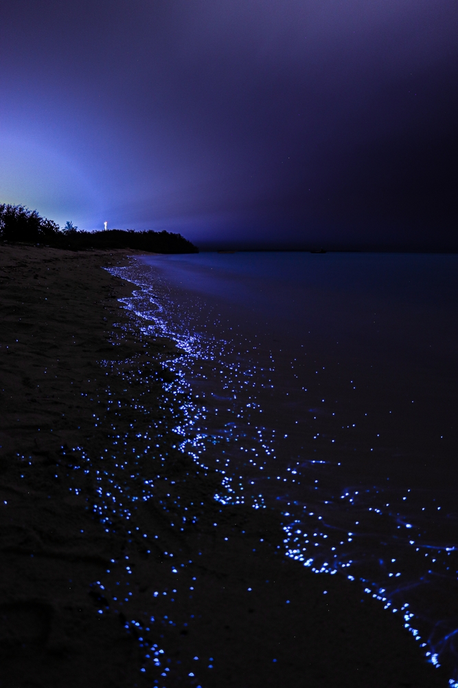 ชมปรากฏการณ์ทะเลเรืองแสง ที่เกาะ Vaadhoo ในมัลดีฟส์