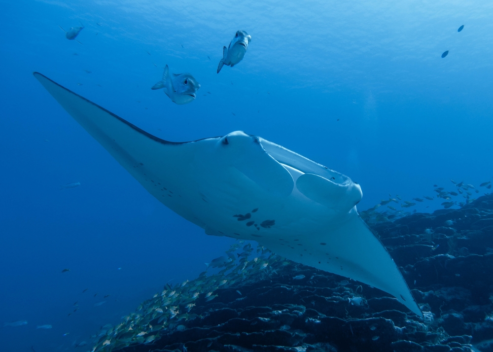Manta ray and fish swimming at Addu Manta Point in the Maldives