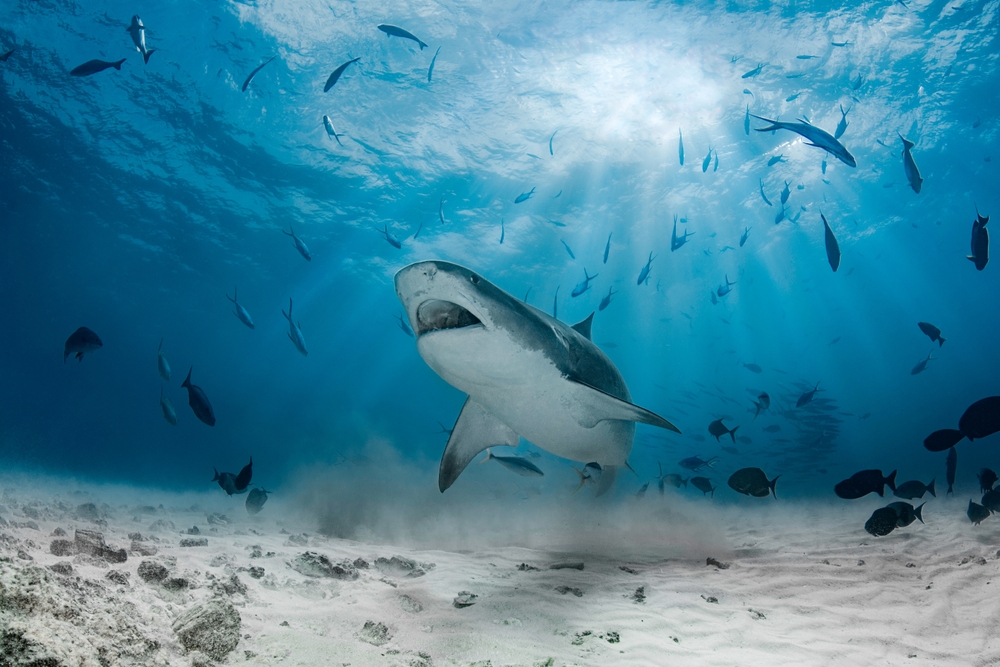 A tiger shark swimming near the seabed in the Indian Ocean
