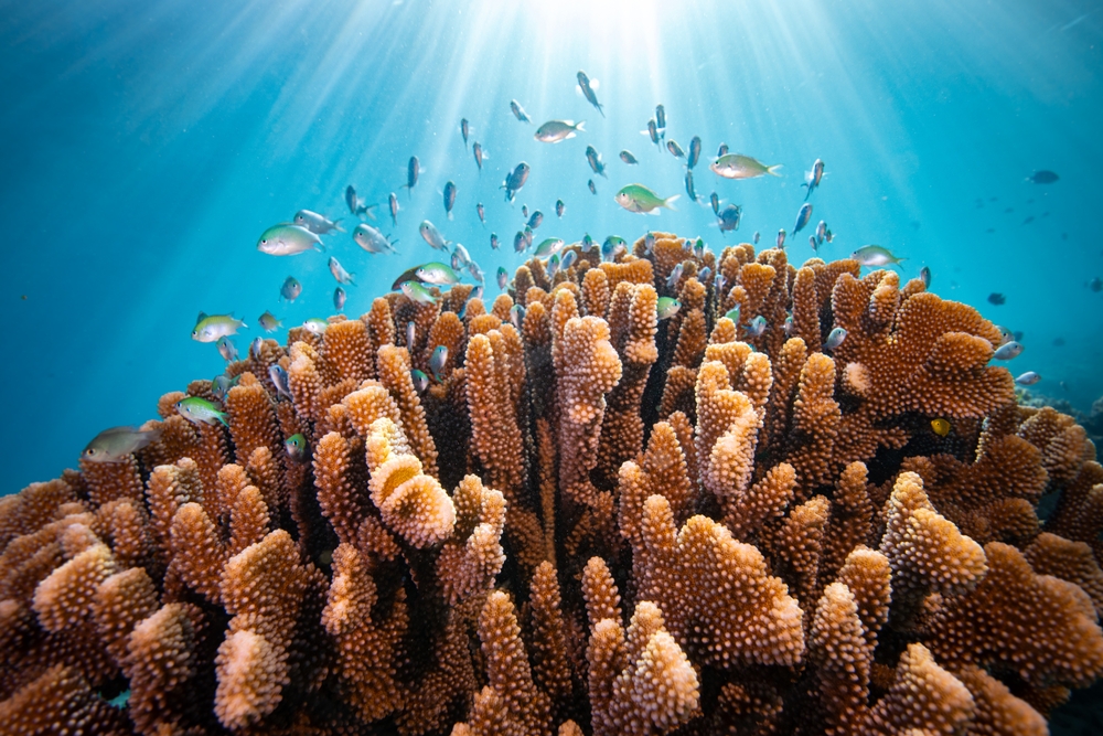 Colourful coral with a school of fish