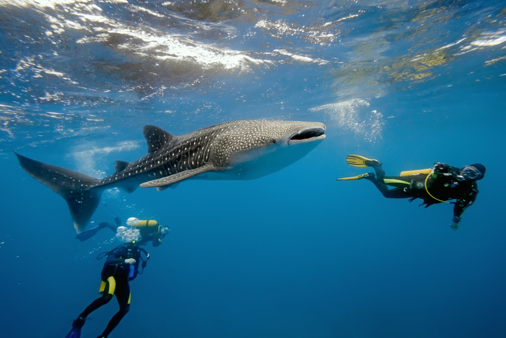 Diving with whale shark in the Maldives