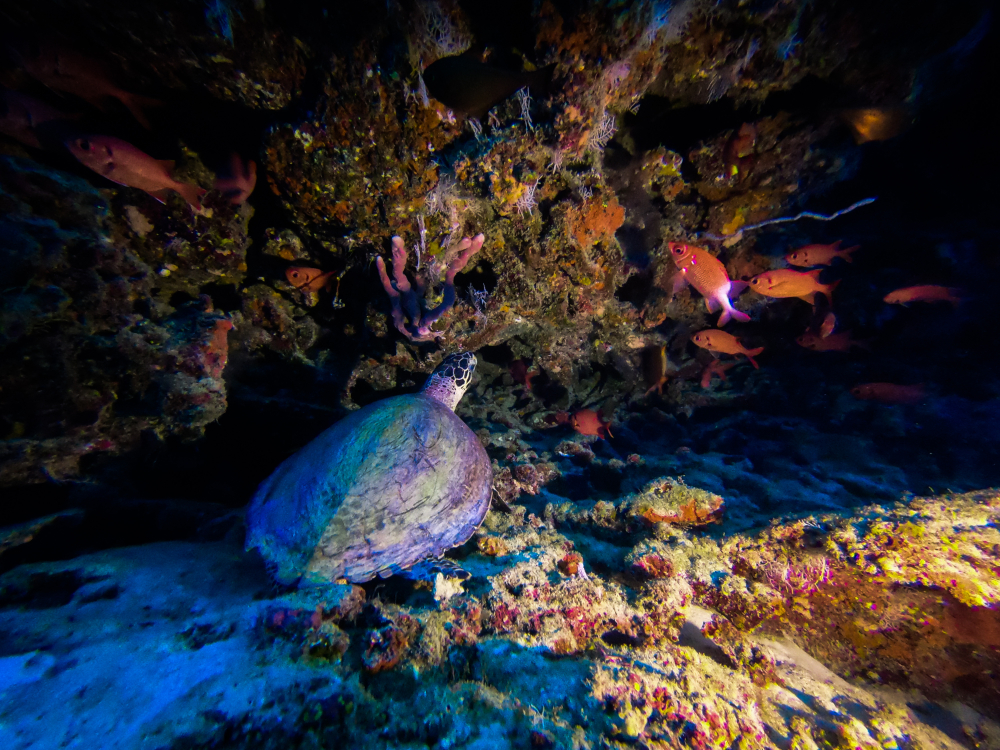ดำน้ำ มัลดีฟส์ที่ Banana Reef (North Male Atoll) 