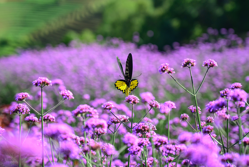 A butterfly in a purple verbena field at Mon Jam, Chiang Mai