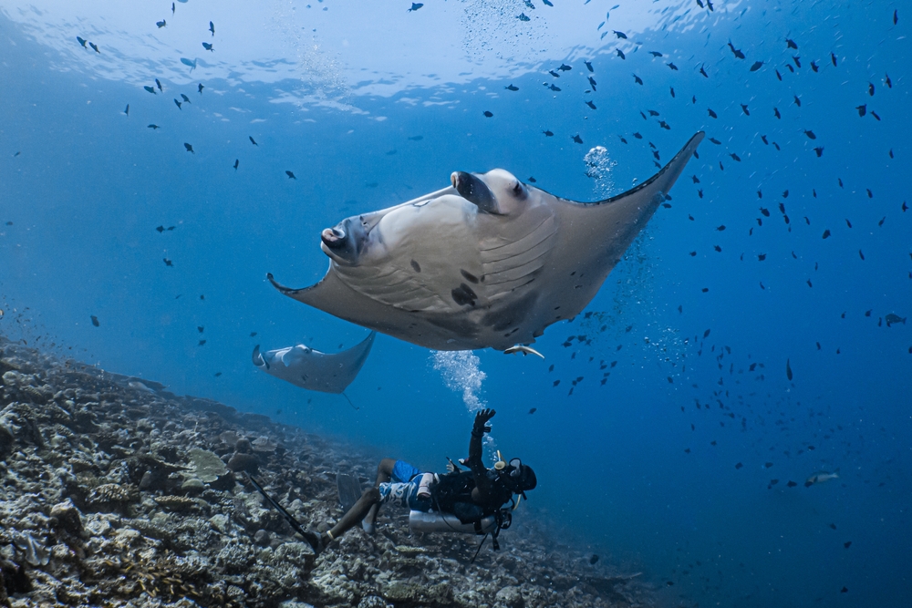 ดำน้ำ มัลดีฟส์ที่ Manta Point - Lankan Beyru (North Male Atoll) 