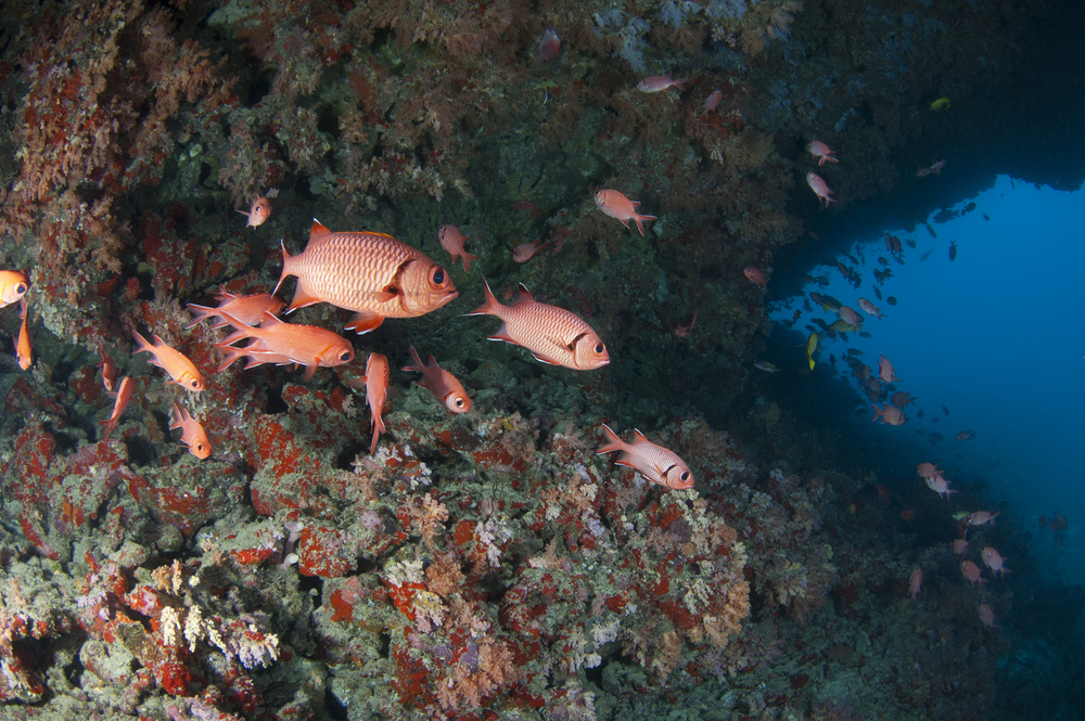 ดำน้ำ มัลดีฟส์ที่ HP Reef (North Male Atoll) 
