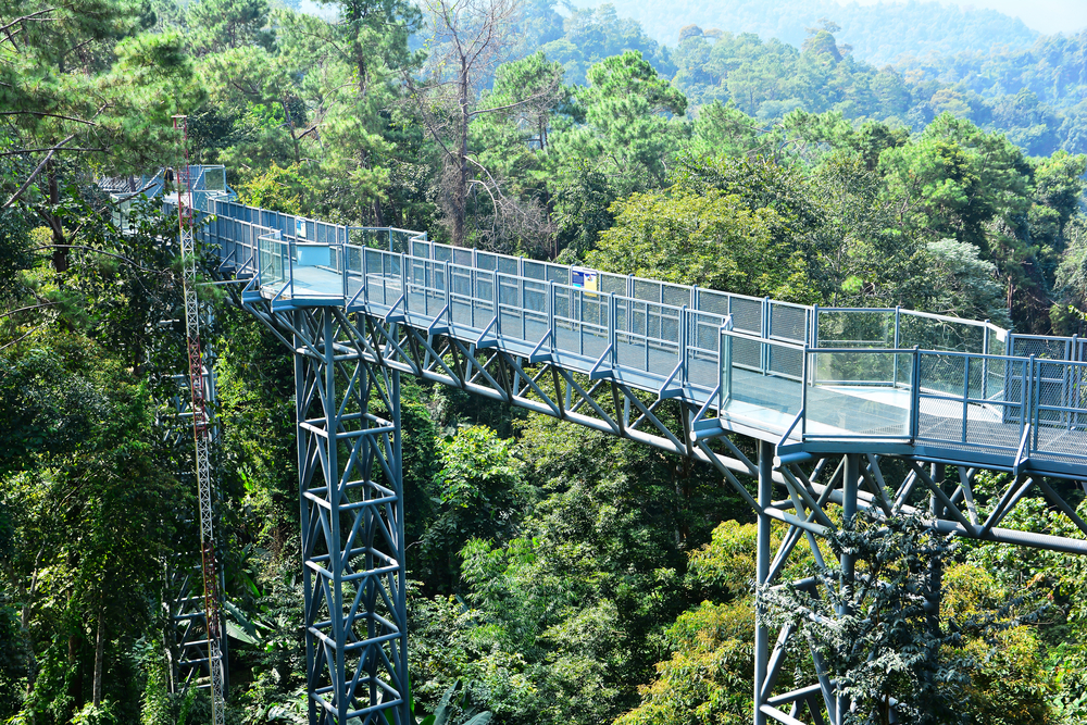 The Canopy Walkway at Queen Sirikit Botanic Garden