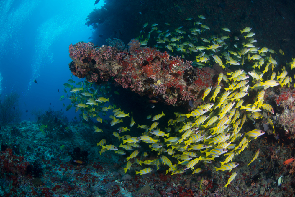 ดำน้ำ มัลดีฟส์ที่ Okobe Thila (North Male Atoll)