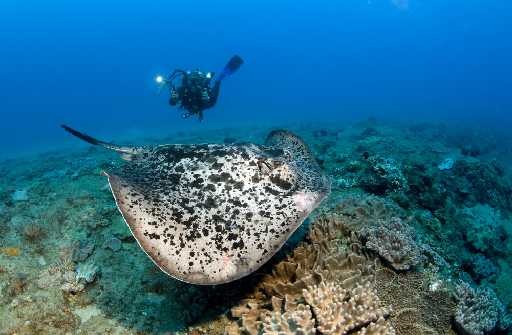 ดำน้ำ มัลดีฟส์ที่ Maaya Thila (North Ari Atoll)