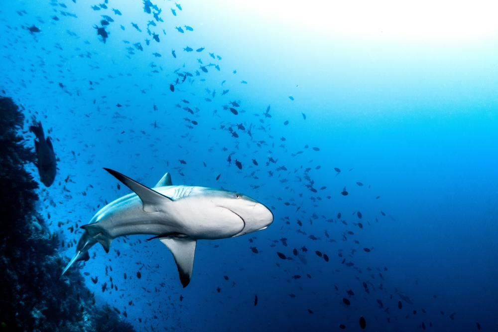 ดำน้ำ มัลดีฟส์ที่ Fish Head - Mushimasmingili Thila (North Ari Atoll)
