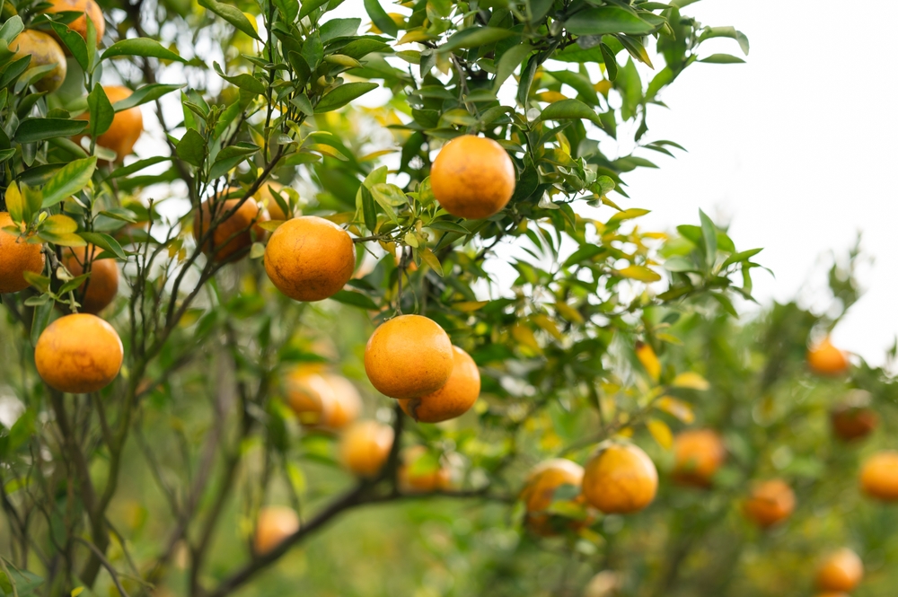 Mon Jam Orange Garden, Chiang Mai