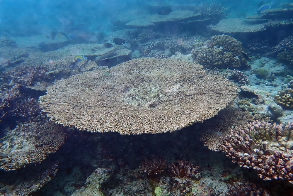 ดำน้ำ มัลดีฟส์ที่ Ellaidhoo House Reef (North Ari Atoll)