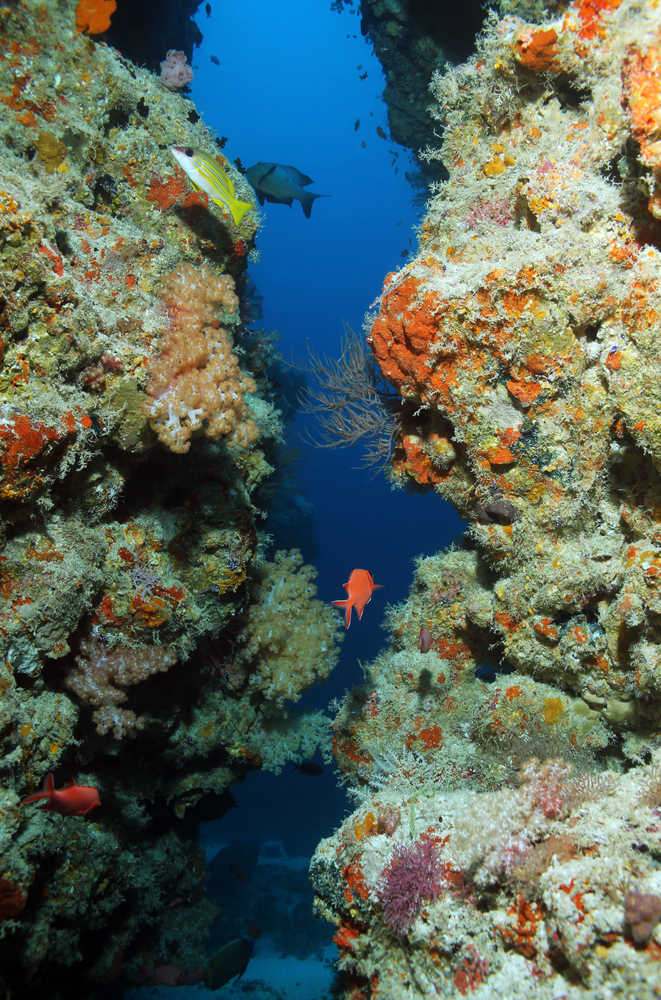 ดำน้ำ มัลดีฟส์ที่ Broken Rock (South Ari Atoll)