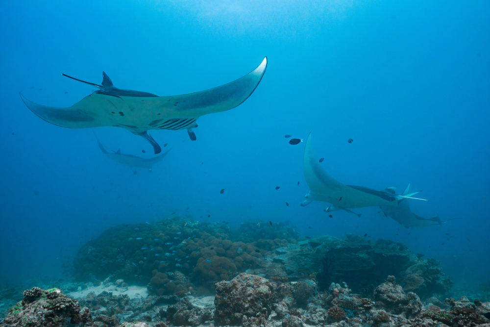 ดำน้ำ มัลดีฟส์ที่ Vilamendhoo (South Ari Atoll)