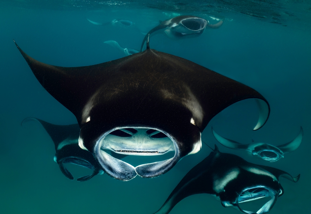 ดำน้ำ มัลดีฟส์ที่ Hanifaru Bay (Baa Atoll)
