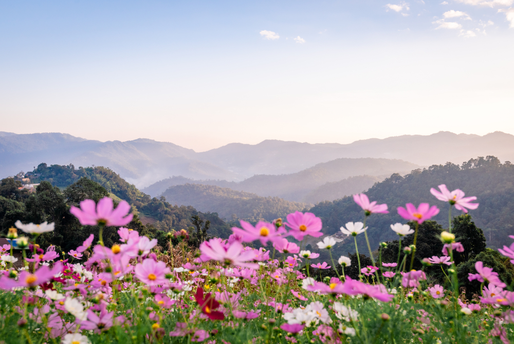 Pink cosmos in Mon Jam with mountains in the background