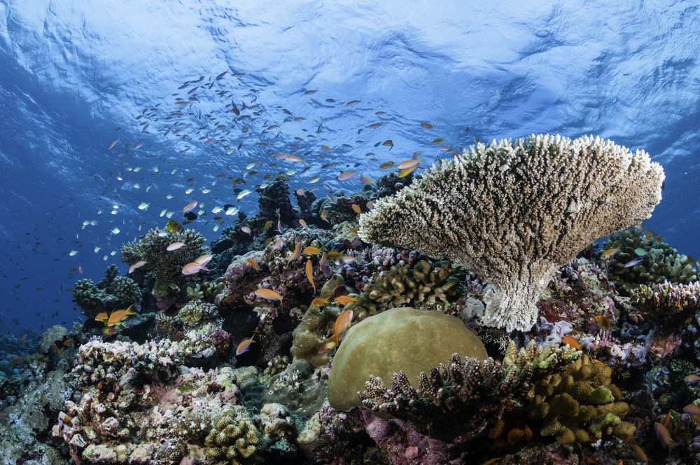 ดำน้ำ มัลดีฟส์ที่ Cocoa Corner (South Male Atoll)