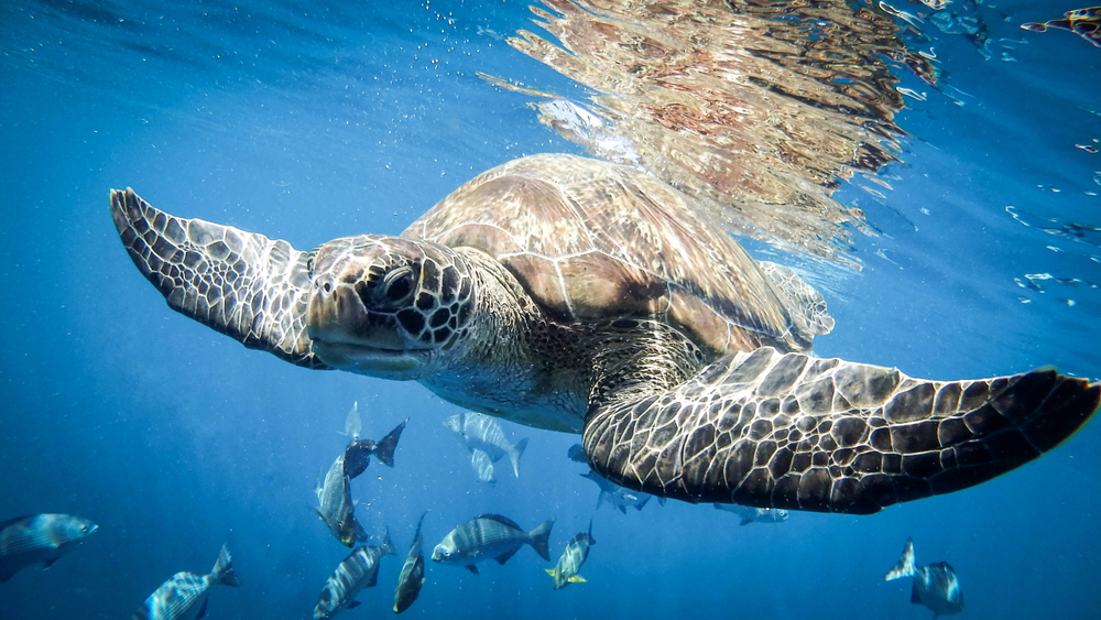 Sea turtle swimming close to the surface with fish in the background in the Andaman sea