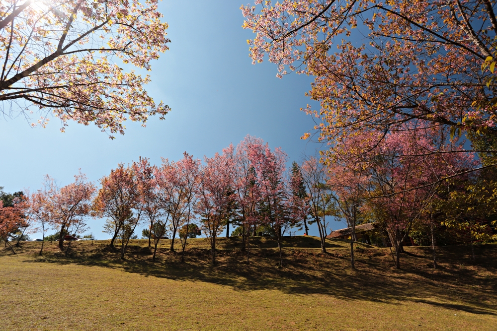 ที่เที่ยวธรรมชาติในไทย ดอยผาตั้ง บนยอดดอยอินทนนท์ จังหวัดเชียงใหม่