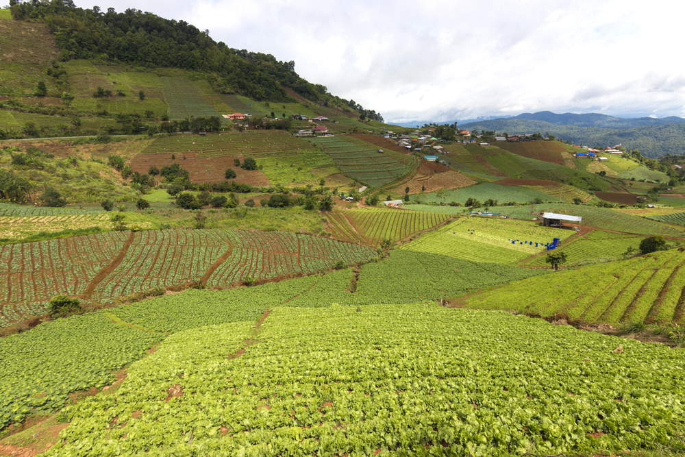 ศูนย์พัฒนาโครงการหลวงหนองหอย ม่อนแจ่ม จังหวัดเชียงใหม่