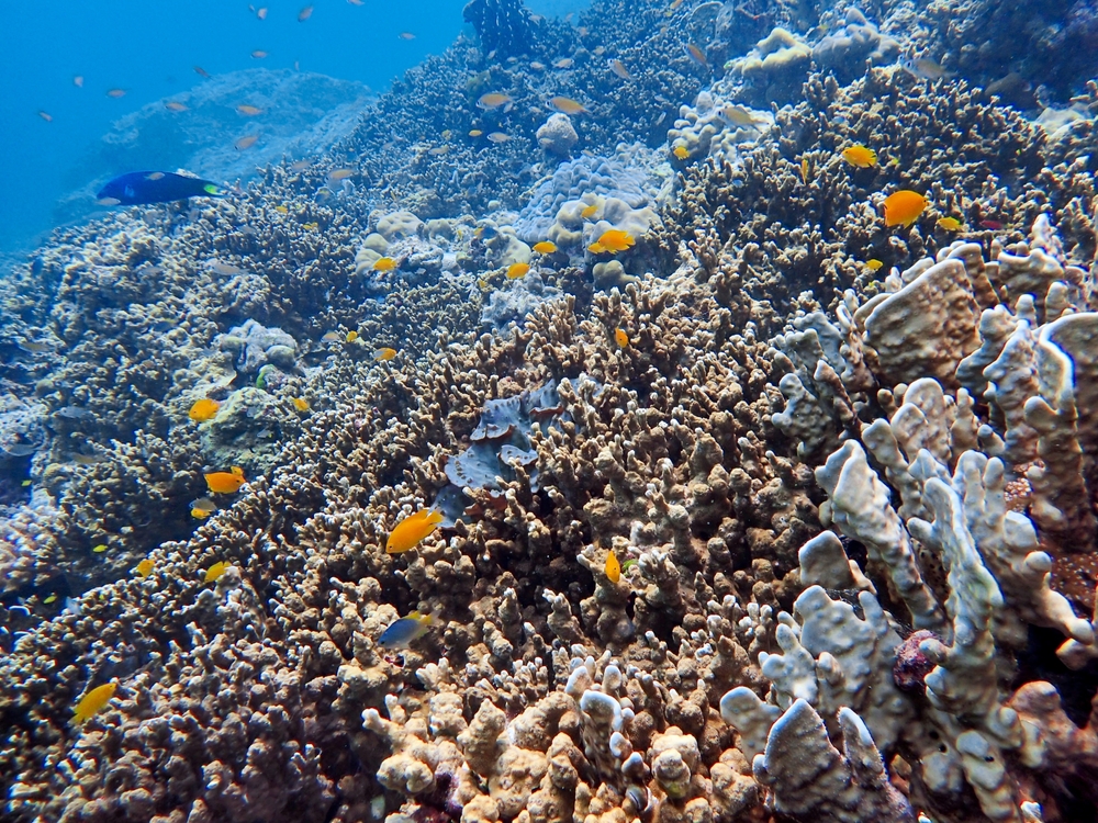 Hard corals with little orange fish at Koh Racha Yai, a diving spot in Phuket