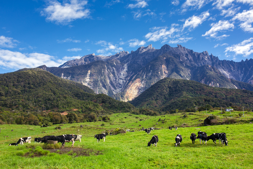 Cows on the green field with Mount Kinabalu in the back
