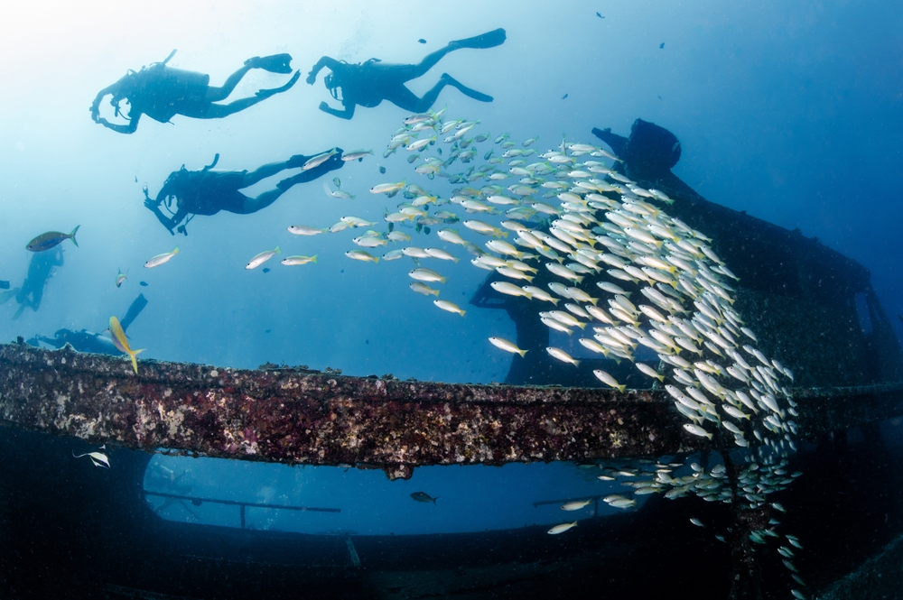 School of yellow-stripe trevally fish swimming through the Harruby Wreck, Koh Racha Yai, Phuket