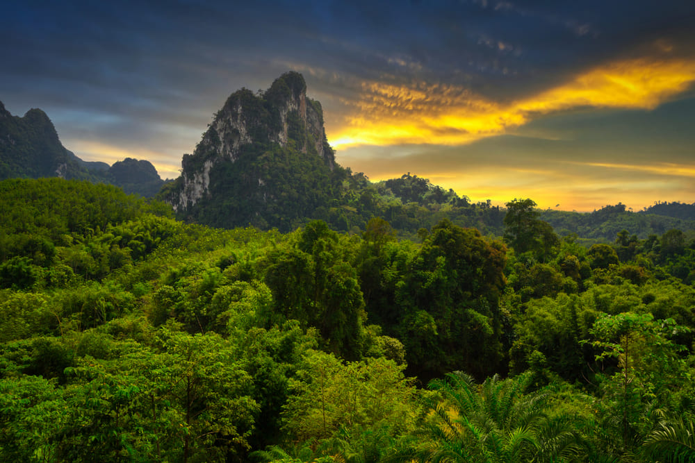Rainforest of Khao Sok National Park, Thailand