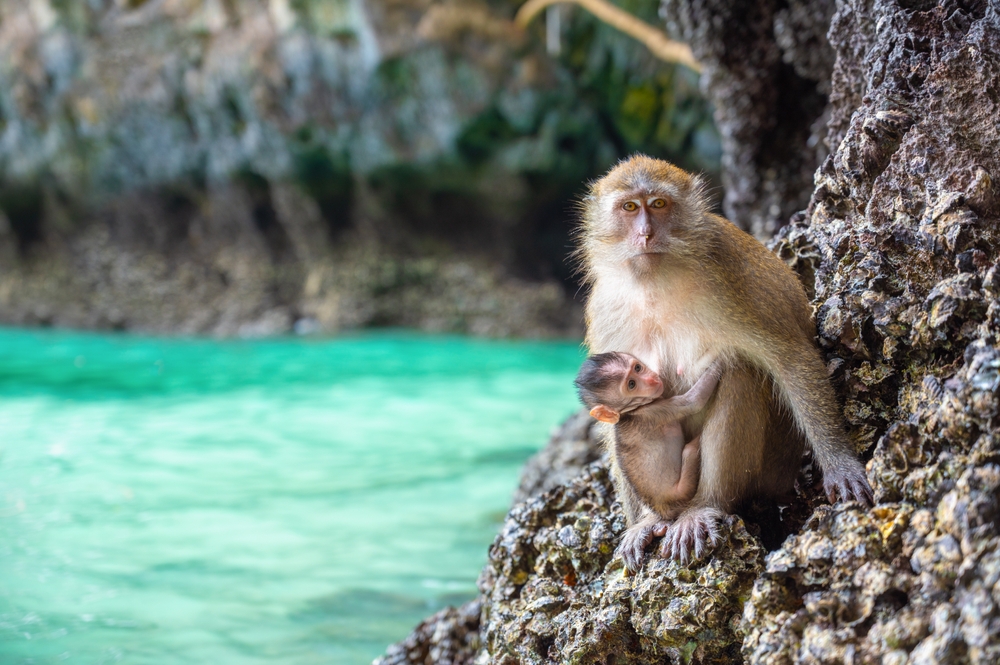 Monkey with its baby on a rock at Monkey Beach, Krabi, Thailand