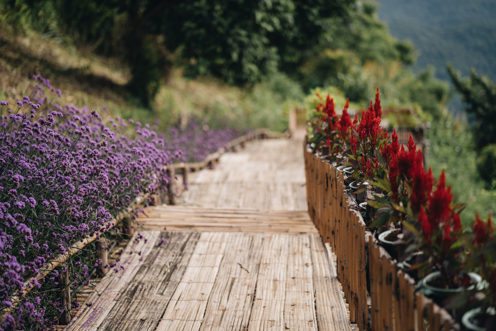 สกายวอล์ก ม่อนแจ่ม จังหวัดเชียงใหม่