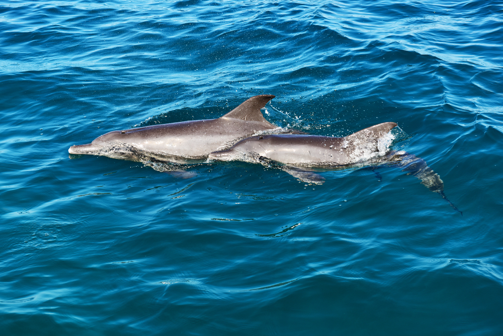 พบโลมาที่เกาะไม้ท่อน จุดดำน้ำภูเก็ตยอดนิยม