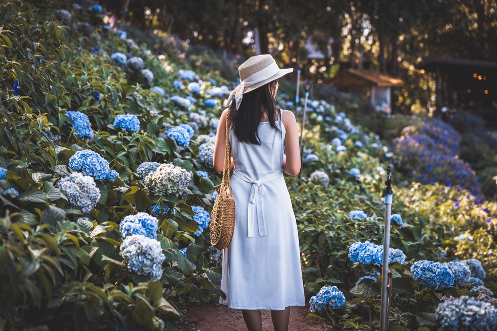 ยอดดอยม่อนแจ่ม จังหวัดเชียงใหม่