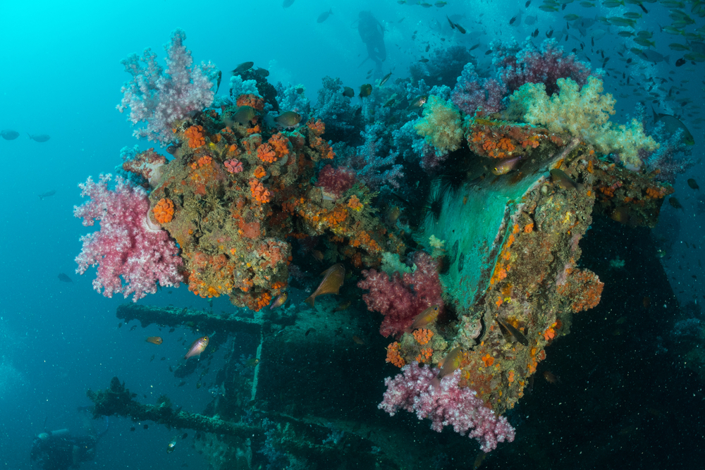 Colorful corals forming on the King Cruiser Wreck, a diving spot in Phuket