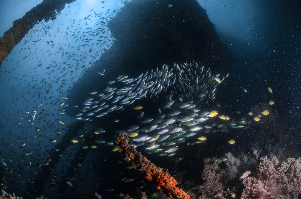 Schools of fish swarming around the King Cruiser Wreck, a diving spot in Phuket