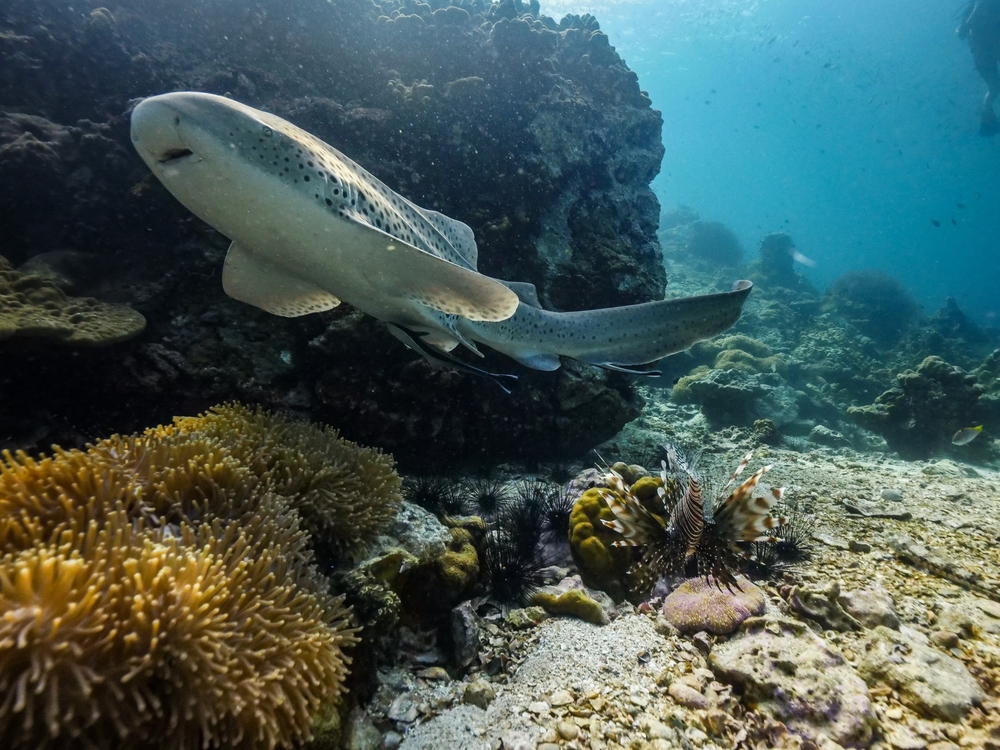 A leopard shark swimming above corals at Shark Point, a diving spot in Phuket