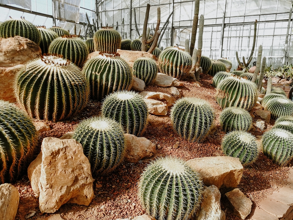 อาคารเรือนกระจกสวนพฤกษศาสตร์สมเด็จพระนางเจ้าสิริกิติ์ ม่อนแจ่ม จังหวัดเชียงใหม่