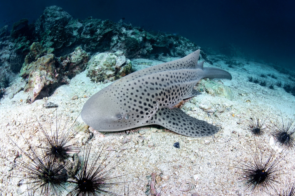 Leopard shark on seabed with sea urchins at Shark Point