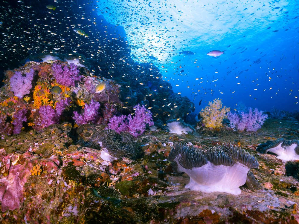 อนีโมนรีฟ จุดดำน้ำภูเก็ตยอดนิยม