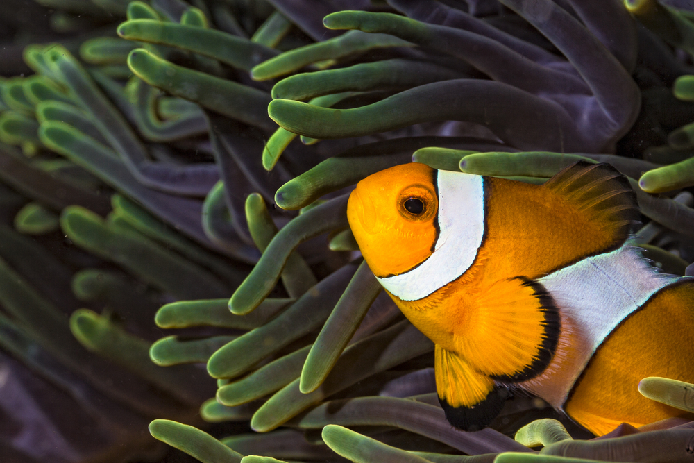 Clownfish in sea anemone
