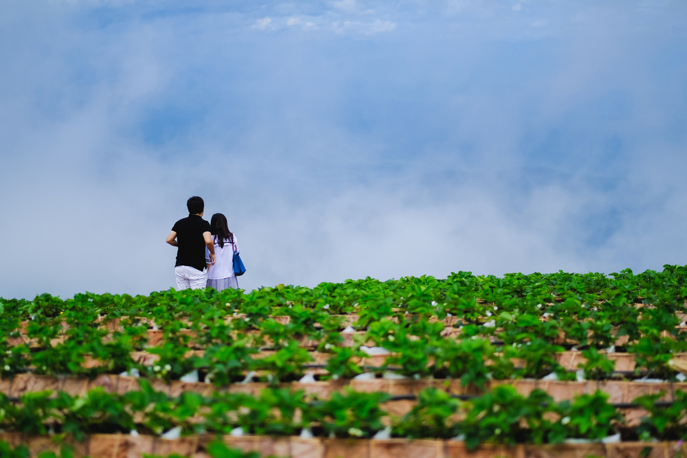 ไร่สตรอว์เบอรีปลายฟ้า ม่อนแจ่ม จังหวัดเชียงใหม่