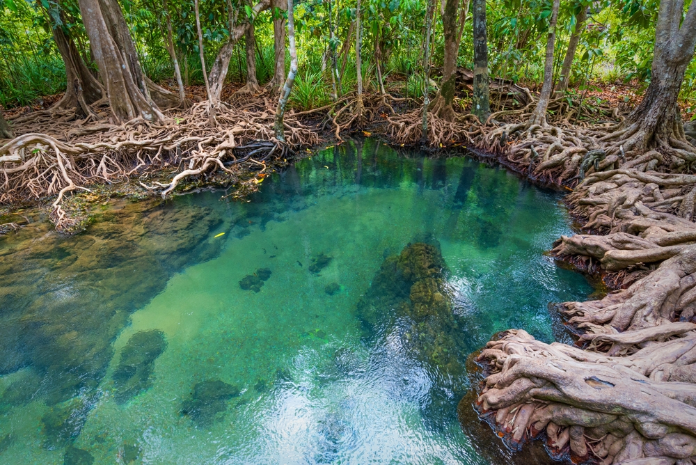 ที่เที่ยวธรรมชาติในไทย สระมรกต จังหวัดกระบี่