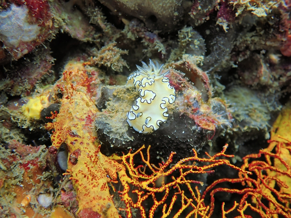 Nudibranch on rocks at Koh Dok Mai, a diving spot in Phuket